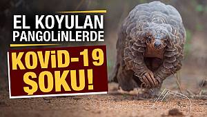 Pangolinlerde Kovid-19'un iki kuzeni tespit edildi